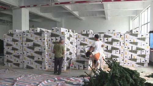 长塘有棵 圣诞树 振兴乡村助民富